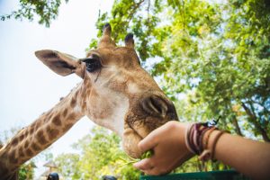 personne donnant à manger à une girafe