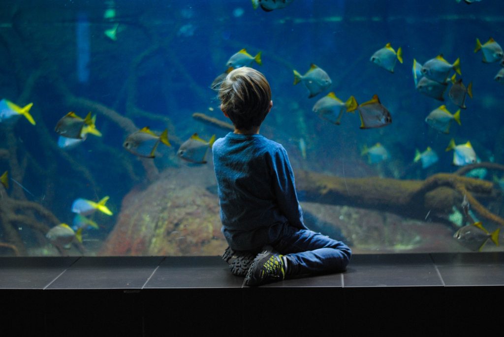 Petit garçon assis devant un aquarium plein de poissons